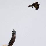 11SB9249 Osprey Harrassing Bald Eagle